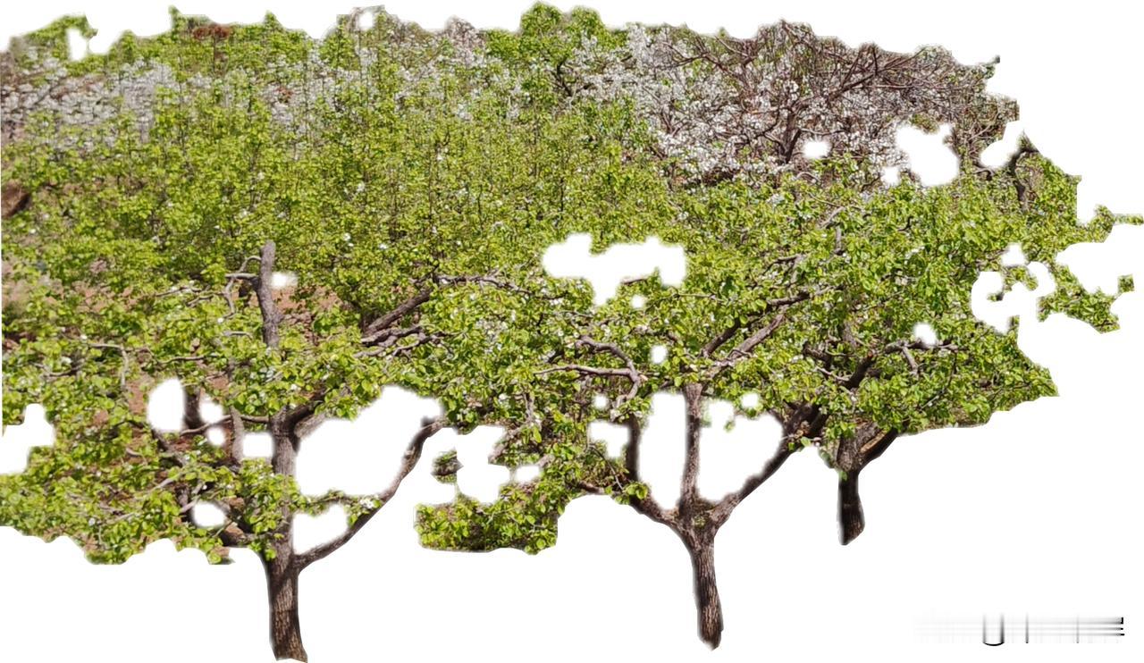 那树花连接一起成了扇子 那花蒲公英吧
那树花，一朵挨着一朵，紧密相连，真就像一把