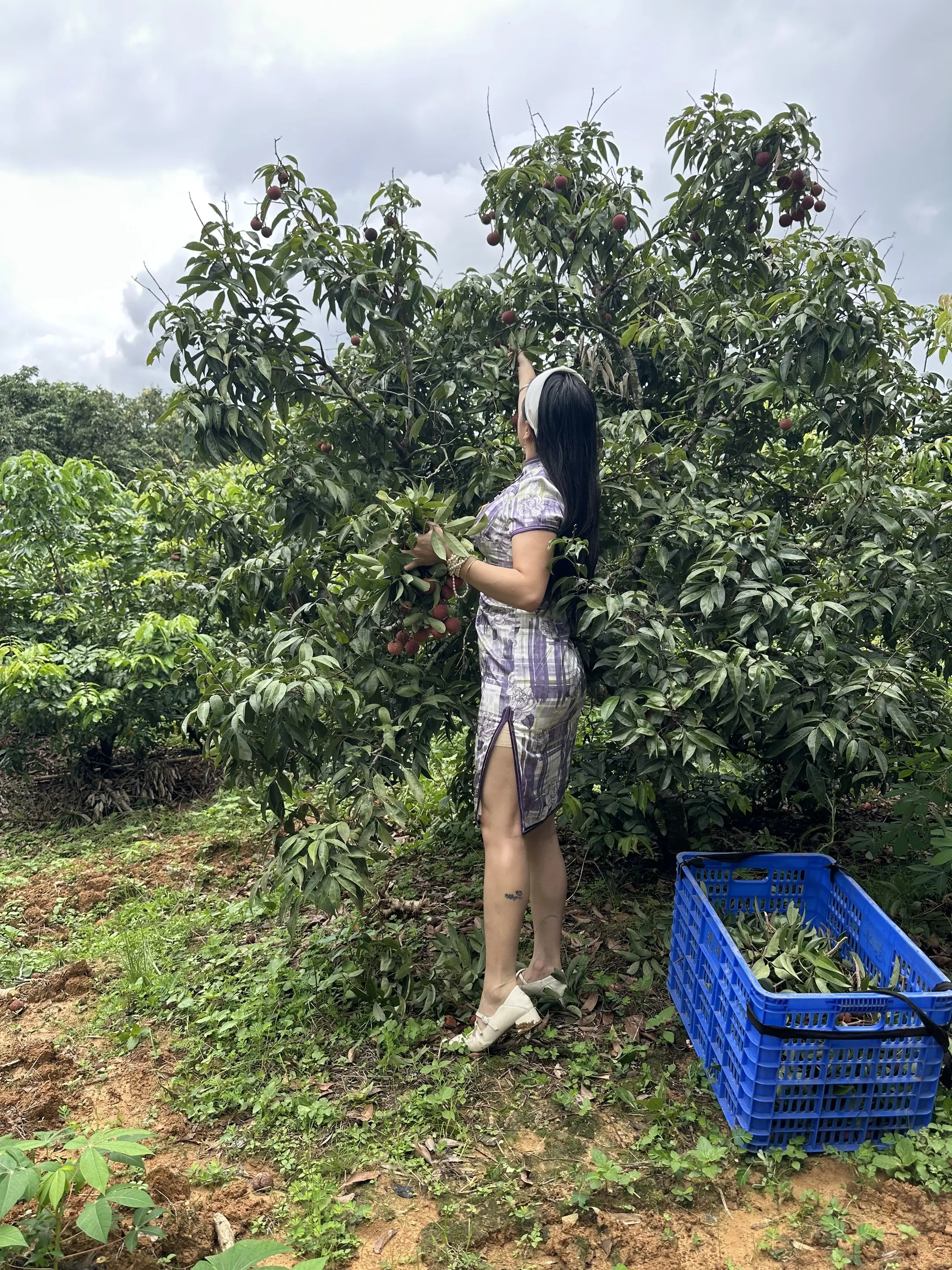 採摘荔枝