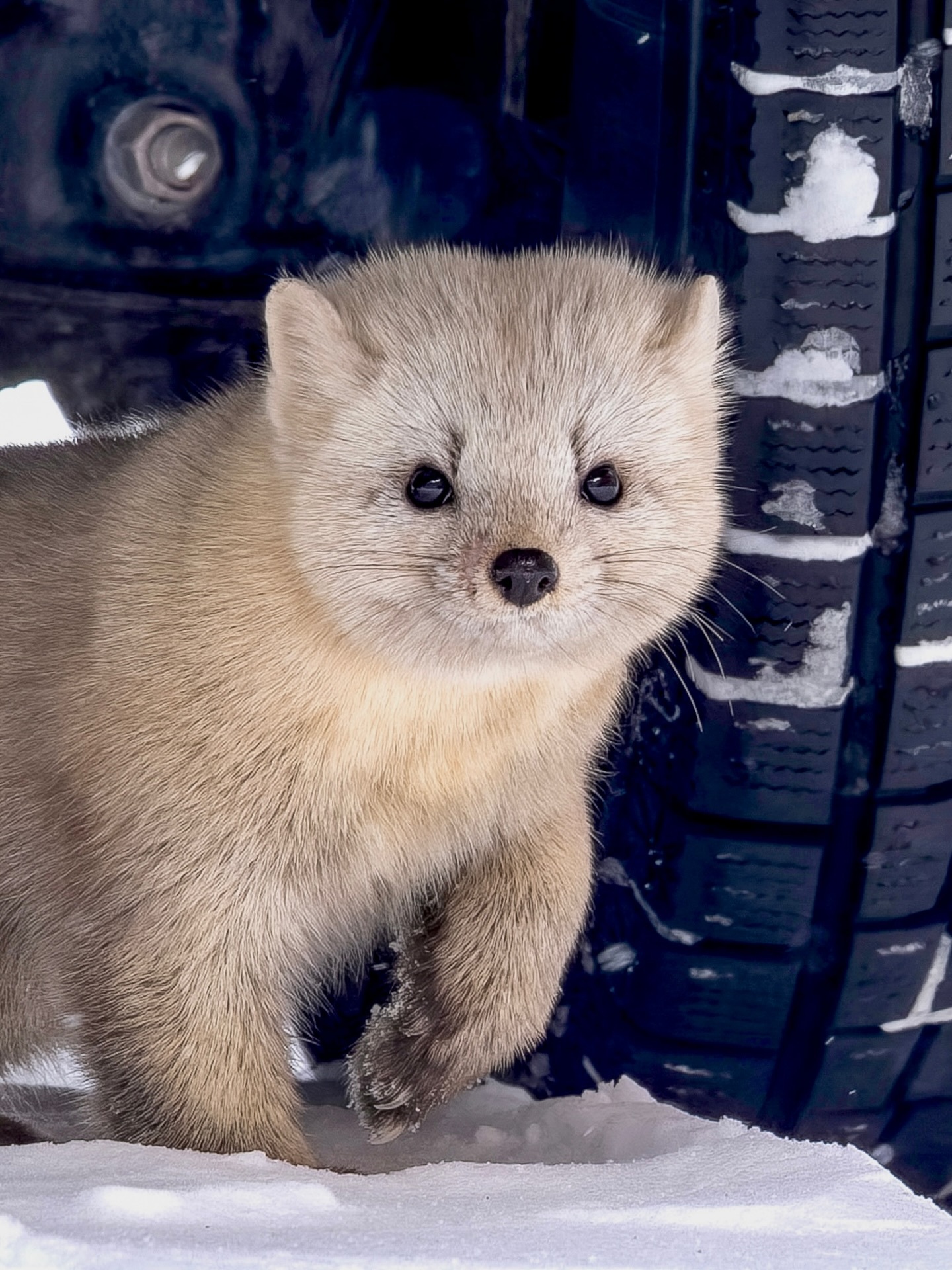 这大脸蛋子！实在是太耐人啦！【ins：kazyida】 紫貂