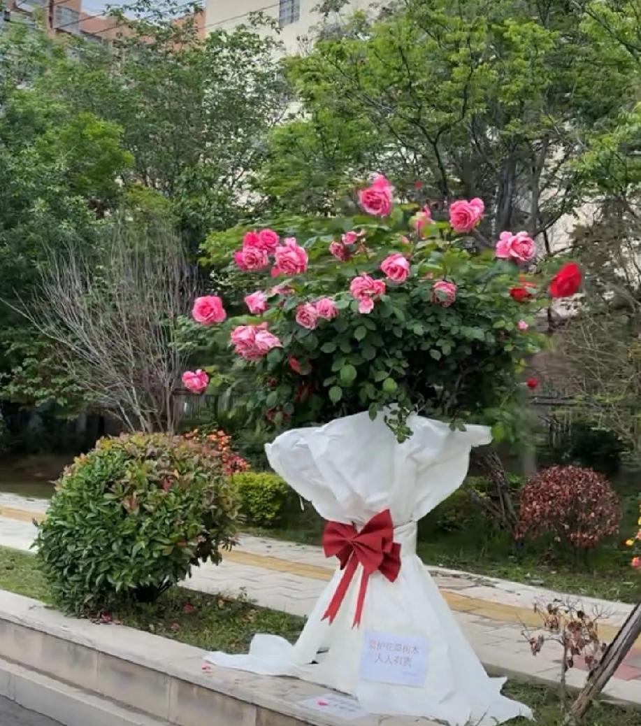 月季、蔷薇说：我让你们包装了！

月季花拍摄于曹县五台山路，蔷薇花拍摄于曹县八里