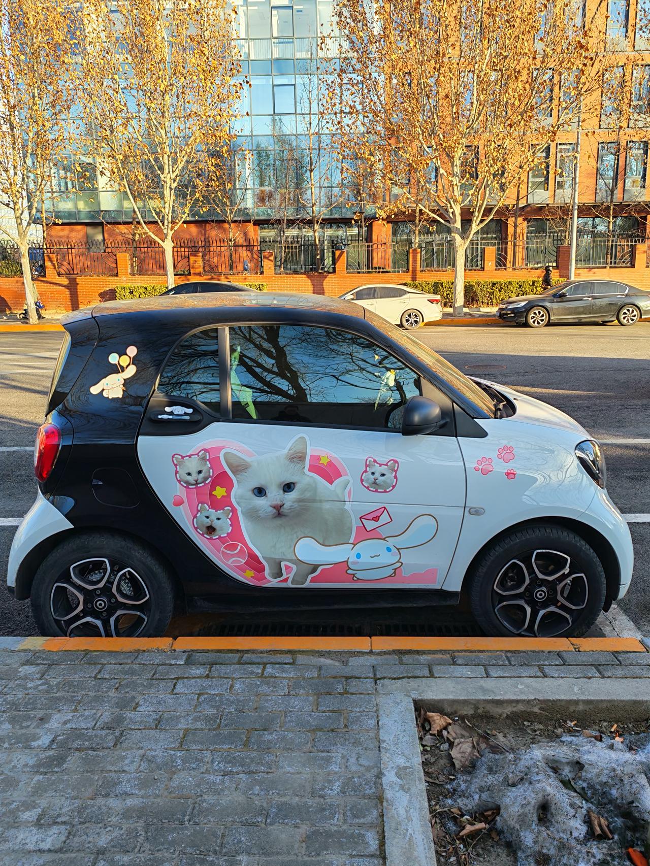 这个猫是车主自己的私家猫吧。想起奇瑞qq3，赶紧上吧，感觉都拖了快两年了。

Q