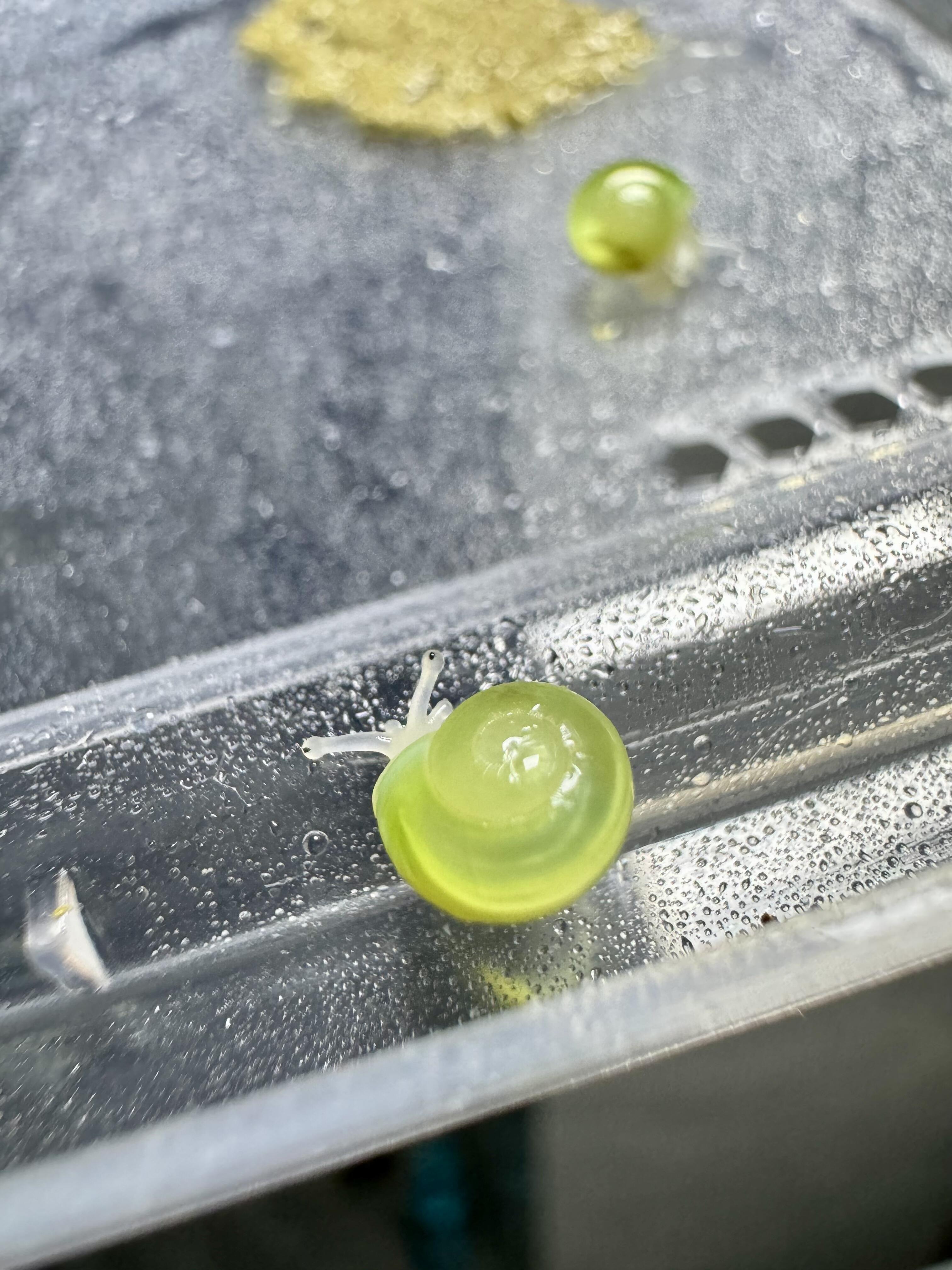 绿色的蜗牛🐌  苹果蜗牛  好美啊 