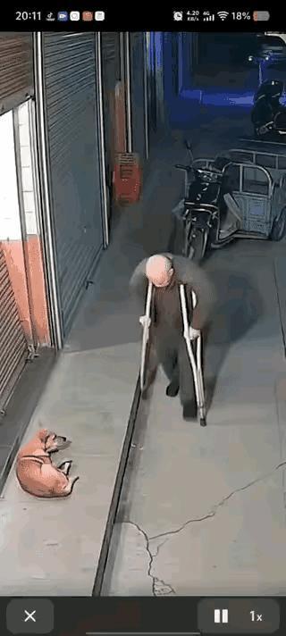 这个老人的心真的是太坏了吧？自己都拄着个拐杖走不稳，还要去偷袭一只正在睡觉的狗，