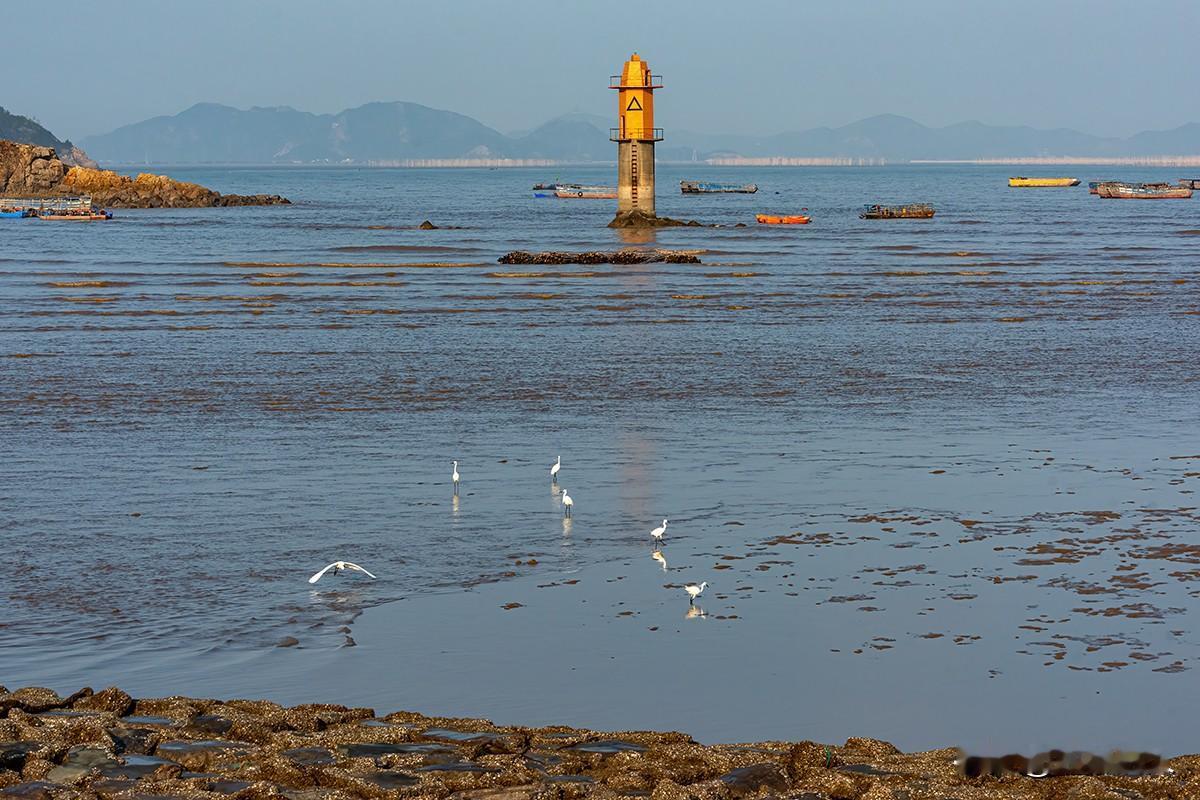 担屿涂鹭影
       在晨曦微明的温岭市大斗山担屿涂，白鹭是滩涂上灵动的诗行
