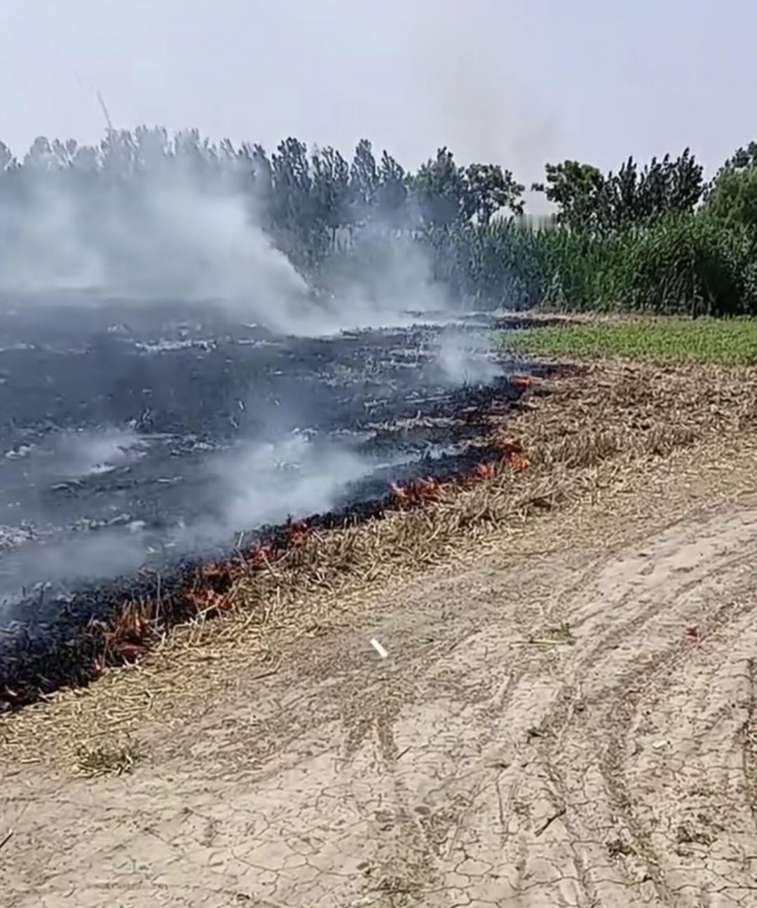 桔杆本质是否有毒，或是烧而才产生化学品，没烧污染土地，水源，烧而污染环境，谁研究