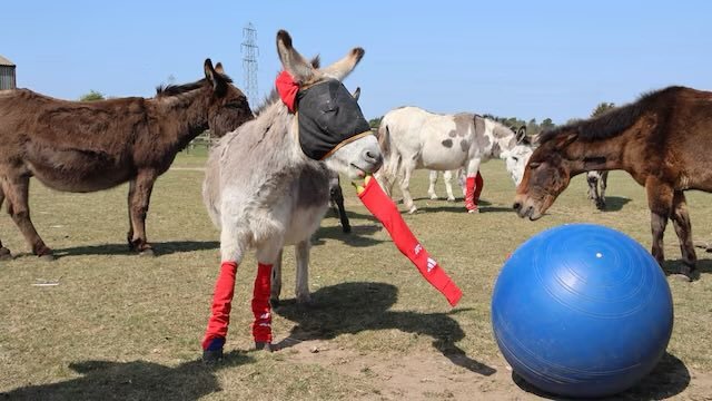 枪手动态|华盛顿邮报消息，阿森纳向英国Redwings Horse保护区捐赠了4