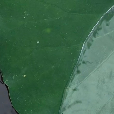 人生路上，要学会善待，善待他人，可以让人生走得更远；善待自己，可以让生命活得滋润