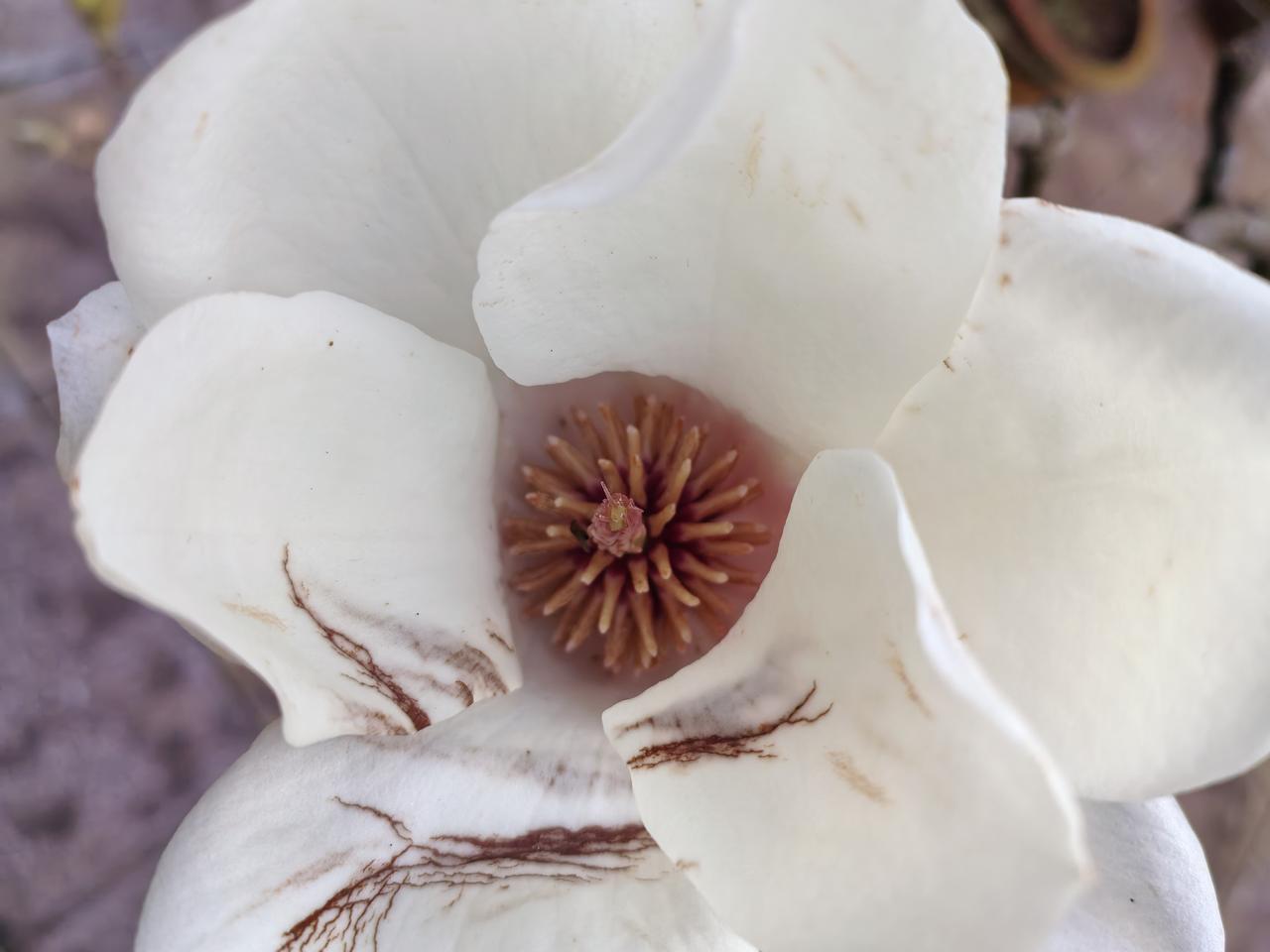 小寒时节，本应是大雪纷飞、万花凋零之季，然而云南通海秀山公园内，却呈现出一派春日