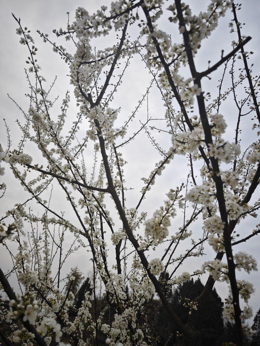 傍晚的李子花，野油菜花。 ​​​