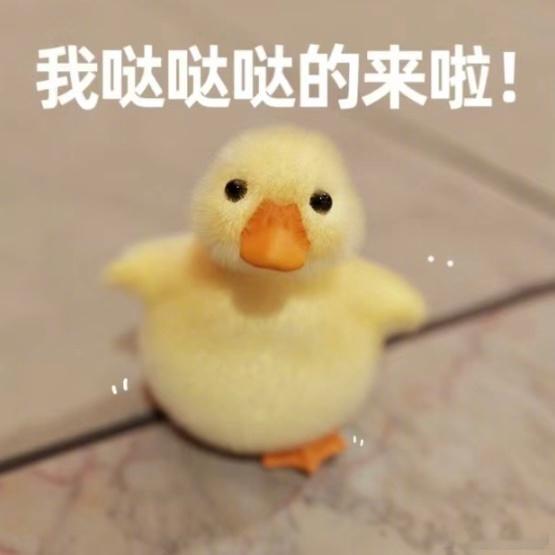 周冬雨新名字rainrain和冬子周冬雨小黄鸭花少返场介绍新名字rainrain