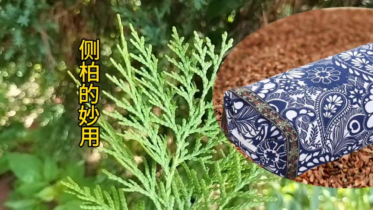 🌳侧柏叶，一种风景树，是民间的吉祥树，价值非常高，一直民间都有很高的利用价值。