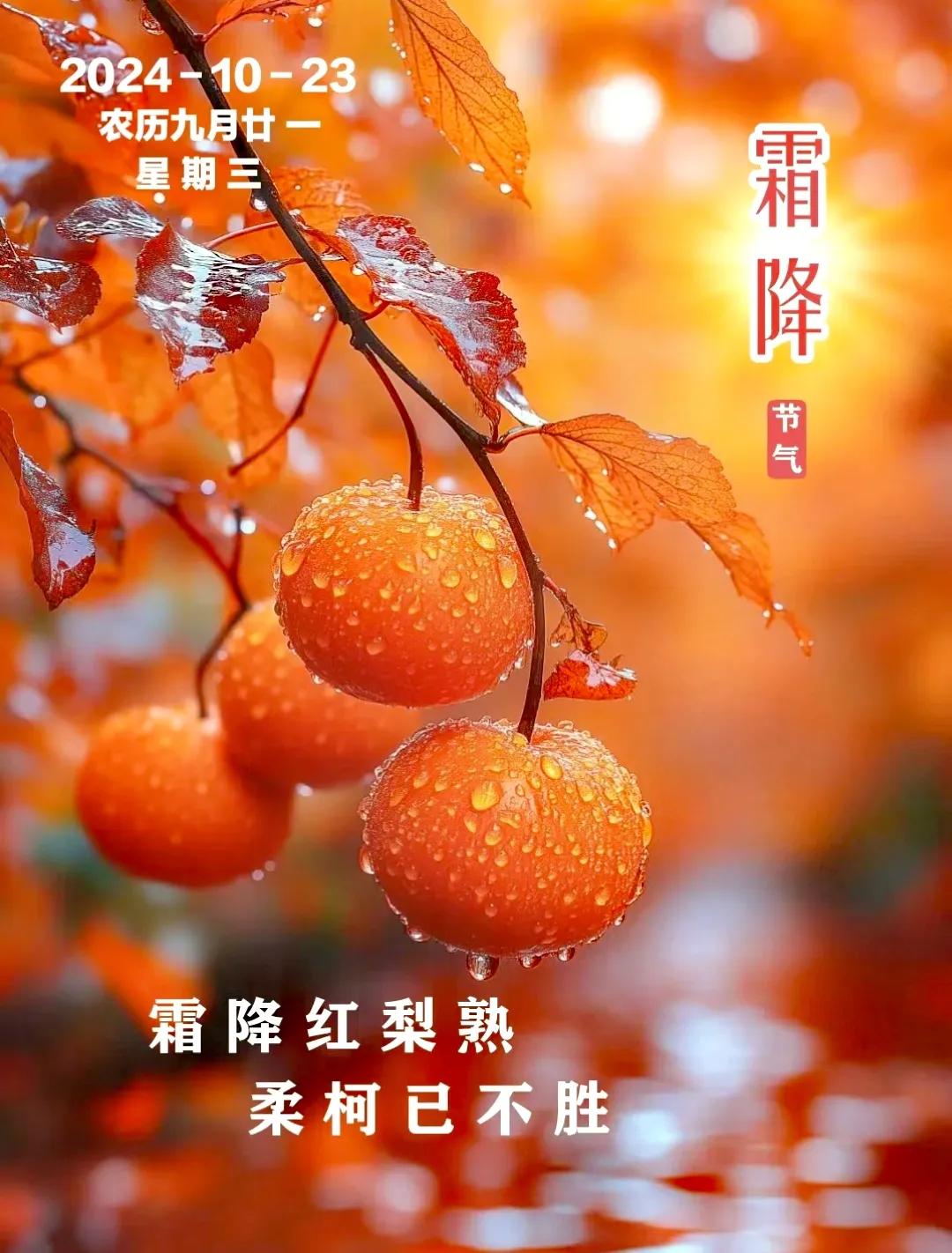 愿你我的每一天都如同霜后的果实，饱满而甘甜，生活因此而更加丰富多彩。愿我的祝福如