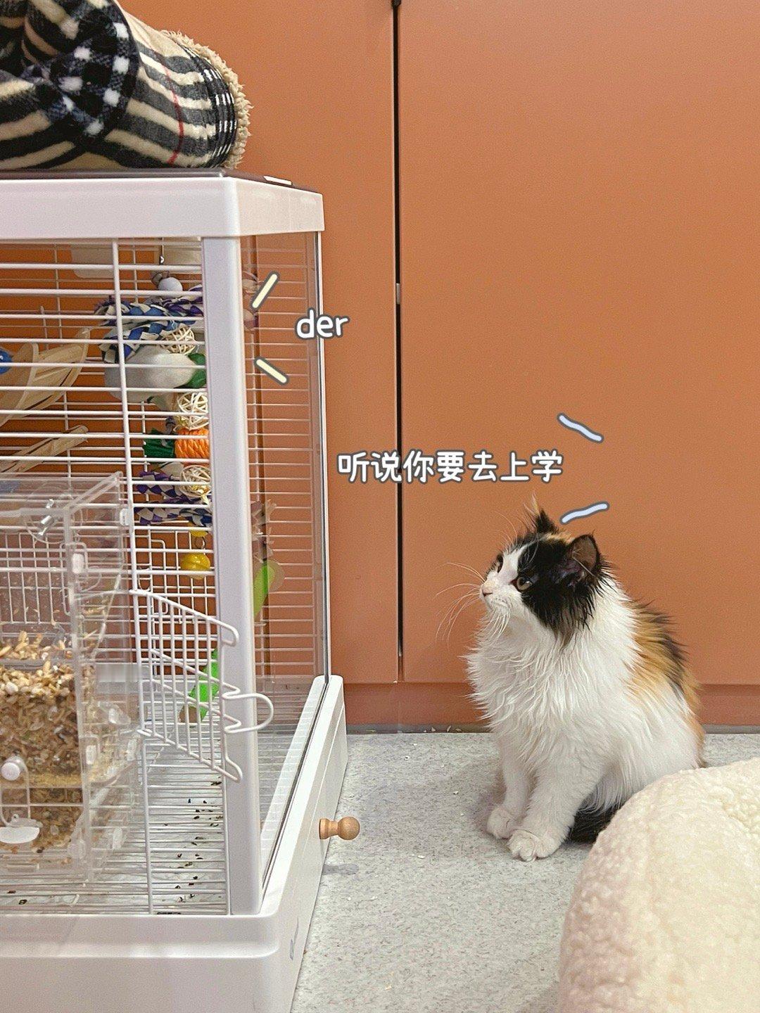 关于我的小鸟跟它的同窝要一起去上学这件事~#手养鹦鹉##猫嫌小鸟吵主人嫌猫吵##