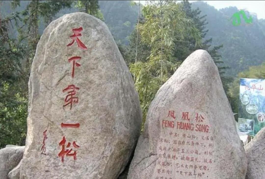 上联，？？？

下联，凤凰松