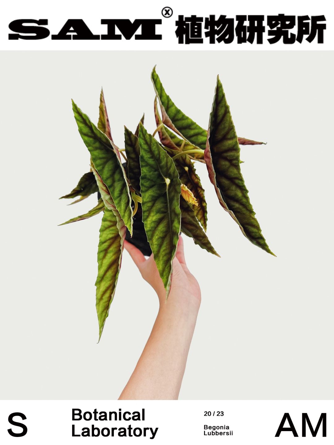 双尖秋海棠｜Begonia Lubbersii