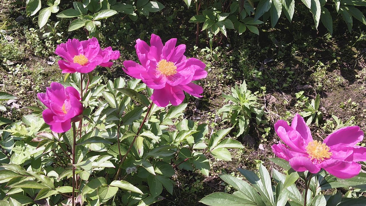 你觉得张雪创业成功的关键何在有梦想，能坚持，肯拼搏，不浮躁，做时代弄潮儿。