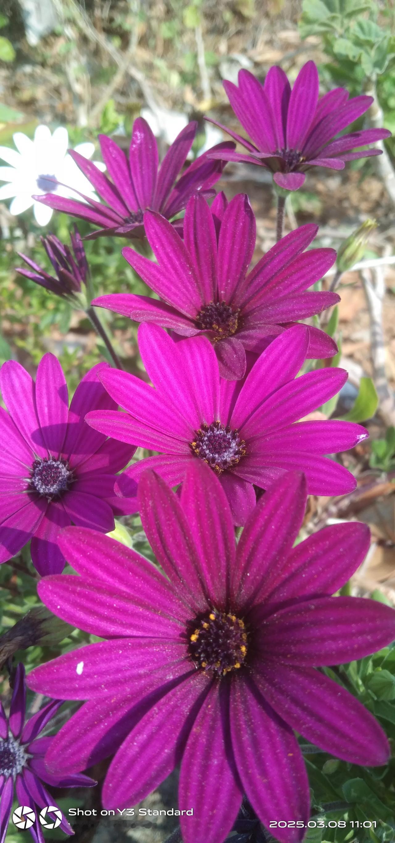 上联：青竹枝枝秀，诚邀下联花儿朵朵鲜