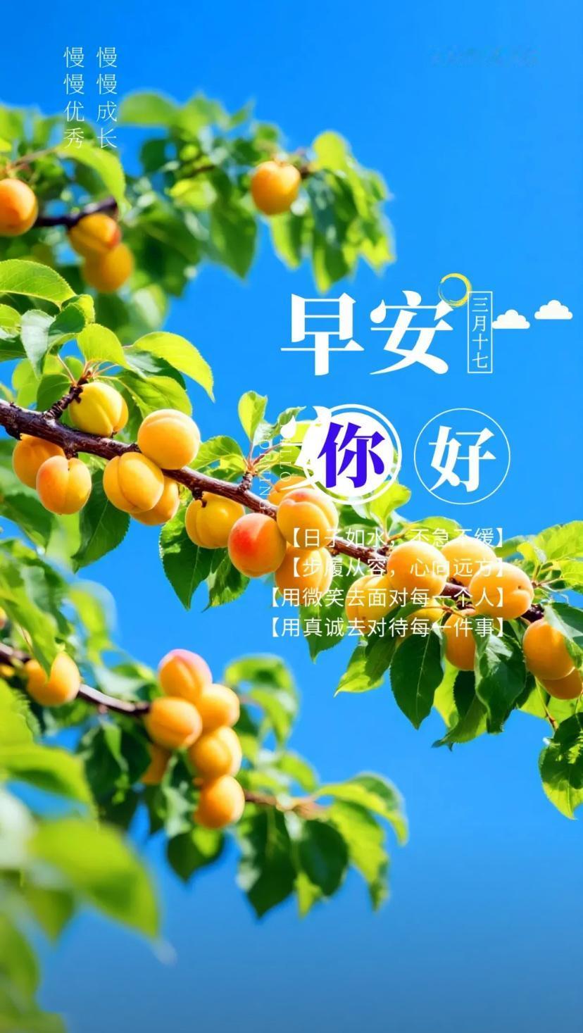 初夏问安，浅夏清风添雅韵，平生喜乐伴安康。
2026./5.3.
[微风][玫瑰