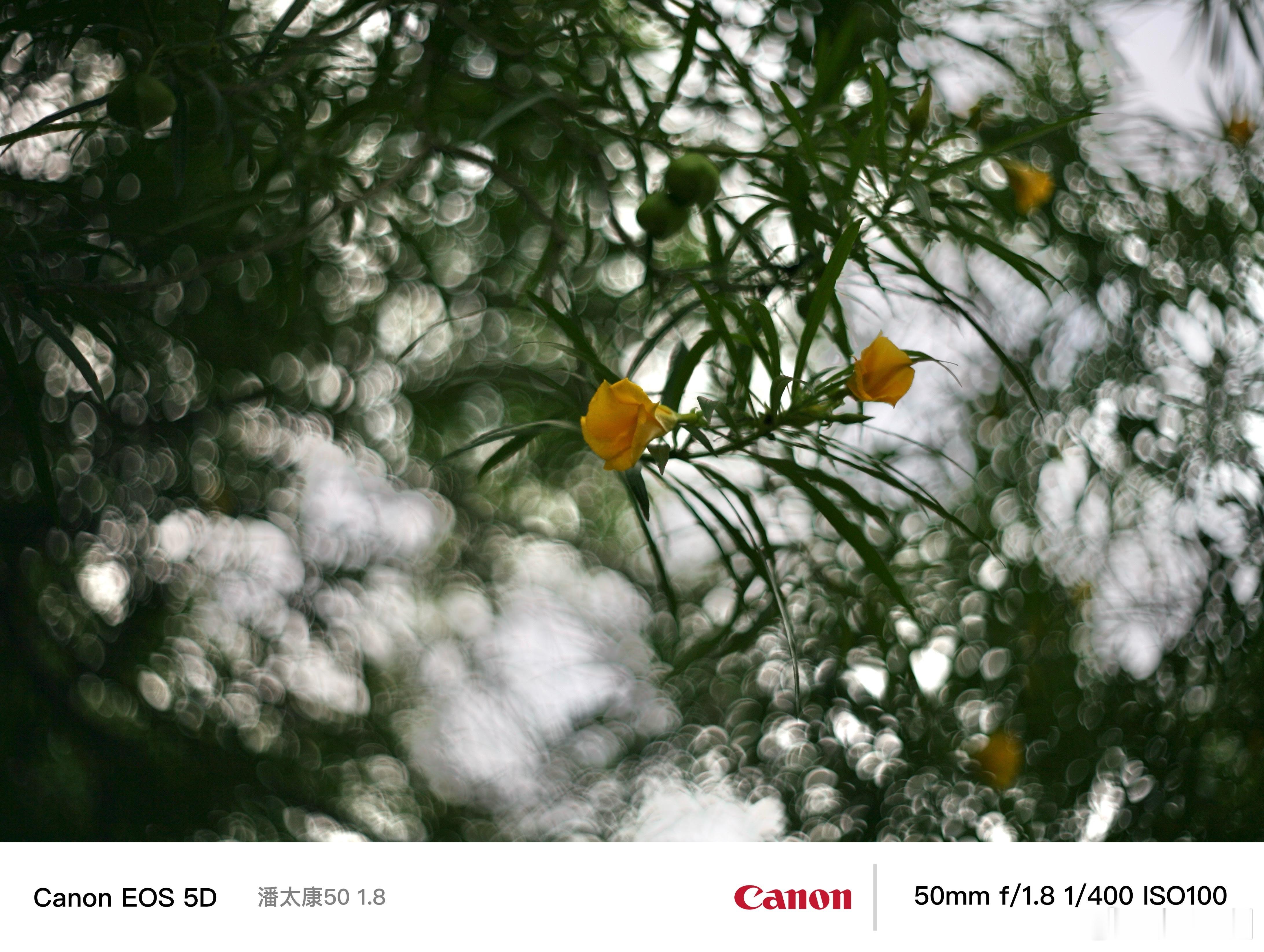 早安每一天，献上美美的花开时光早安 佳能5D 潘太康50 1.8 广州·优文电子