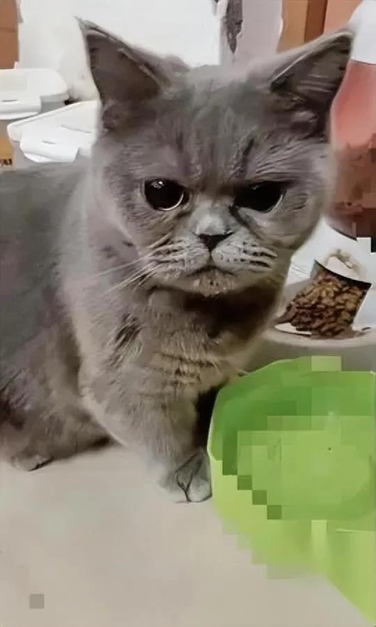 猫妈妈不吃不喝

蹲纸箱里掉眼泪

竟和纸箱里的秘密有关！这几天女子精心陪护着猫