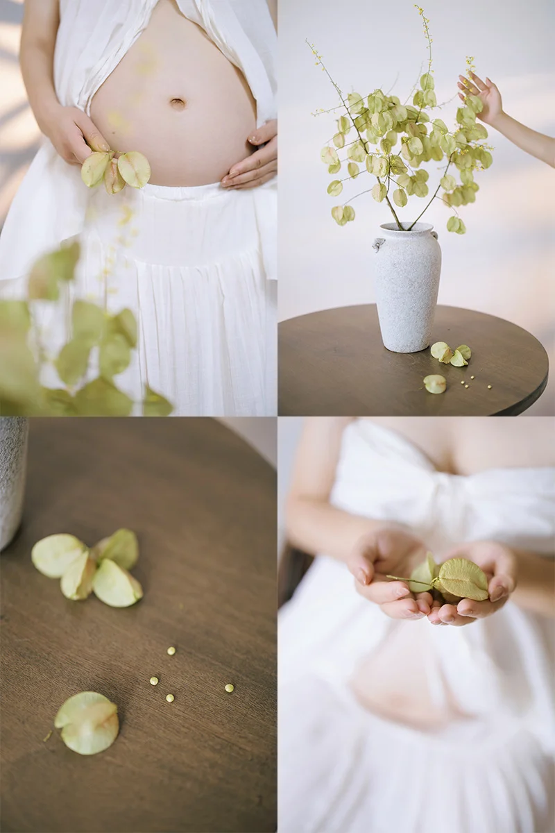 初秋的栾树花 还是青色