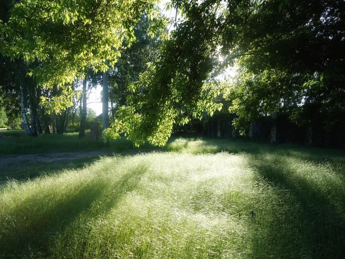 -𝐒𝐇𝐀𝐑𝐄｜章若楠头像背景图搭配 ⸝⸝🌳꙳🍀◟🍃。 