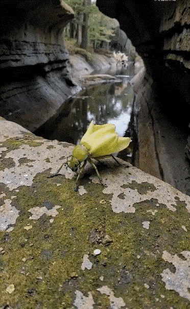 镜头里惊现神奇生物！不是花朵却绽放明黄花瓣，细瞅才发现是只拟态昆虫——翅膀舒展如