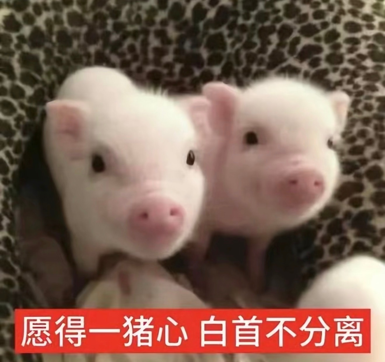 有些人踩金允植商务的时候“这什么破微商啊，谁认识这个牌子，谁要买啊”战报出来了“