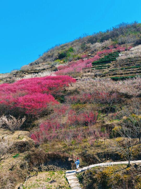 春有约花不误，漫山遍野的梅花海你还没看吗