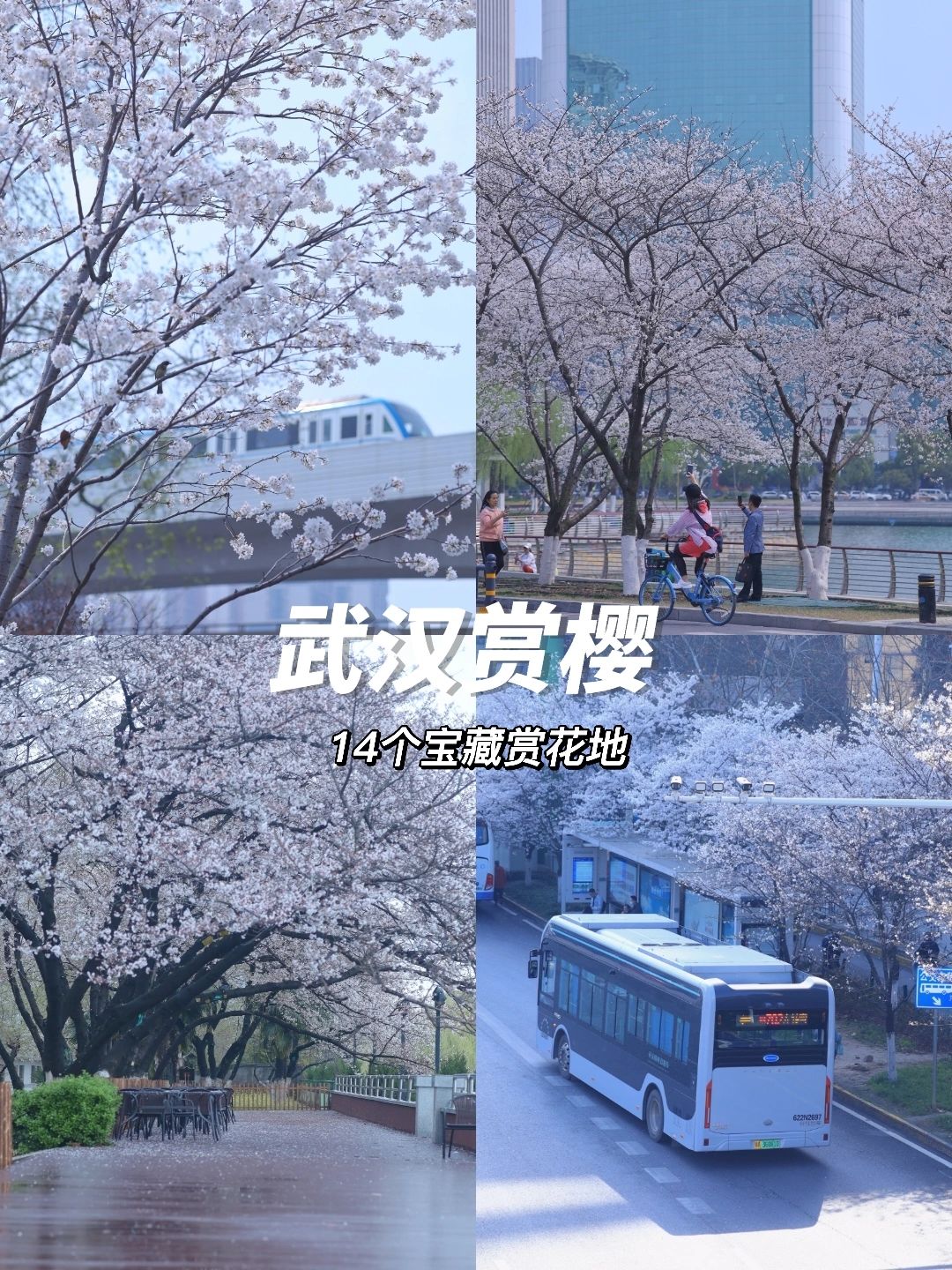武汉最全赏樱攻略❗️14个绝美赏花地美哭了