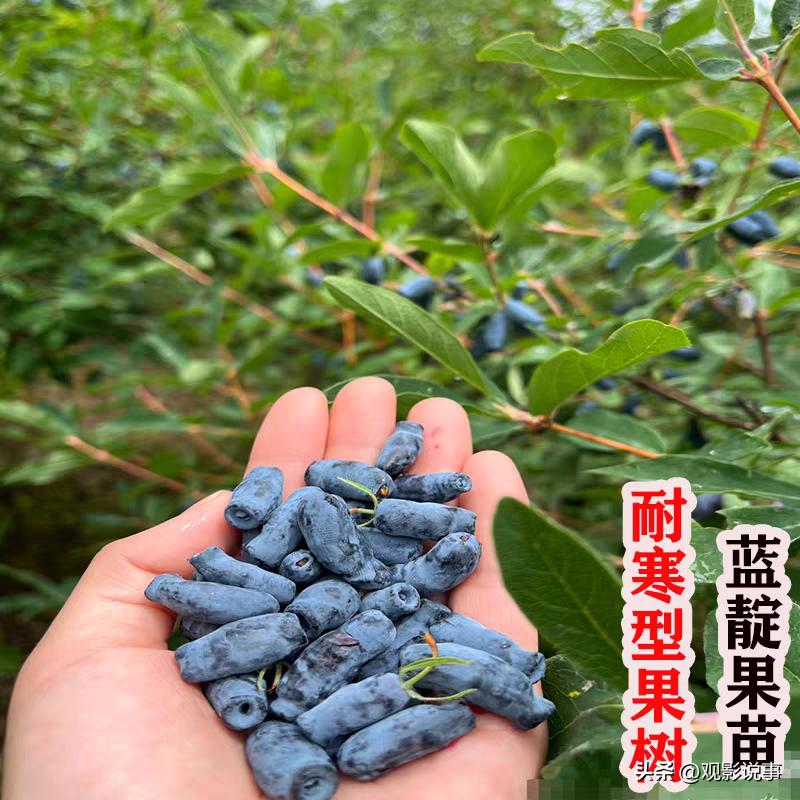 第三代水果，也被称作3G水果，指的是那些生长在荒山林区、尚未得到广泛开发利用的野