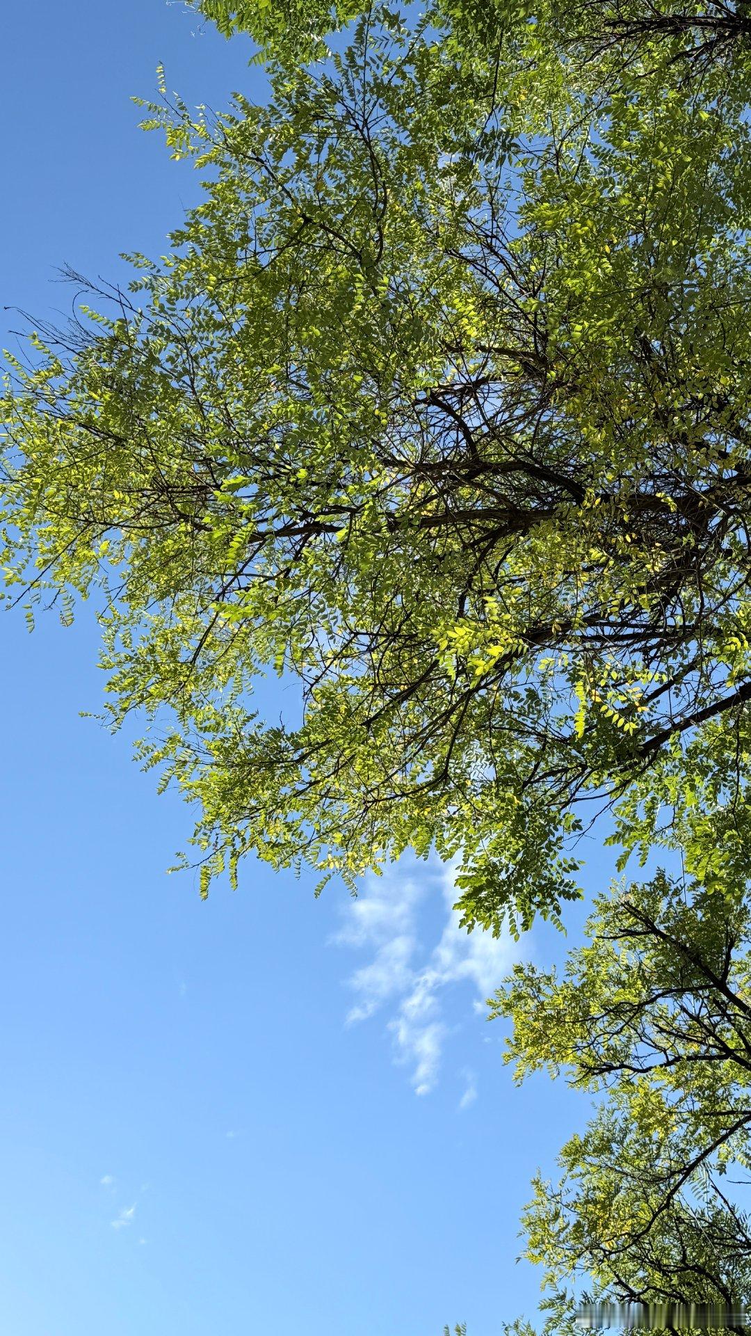 今日份的树木与天空～ ​​​