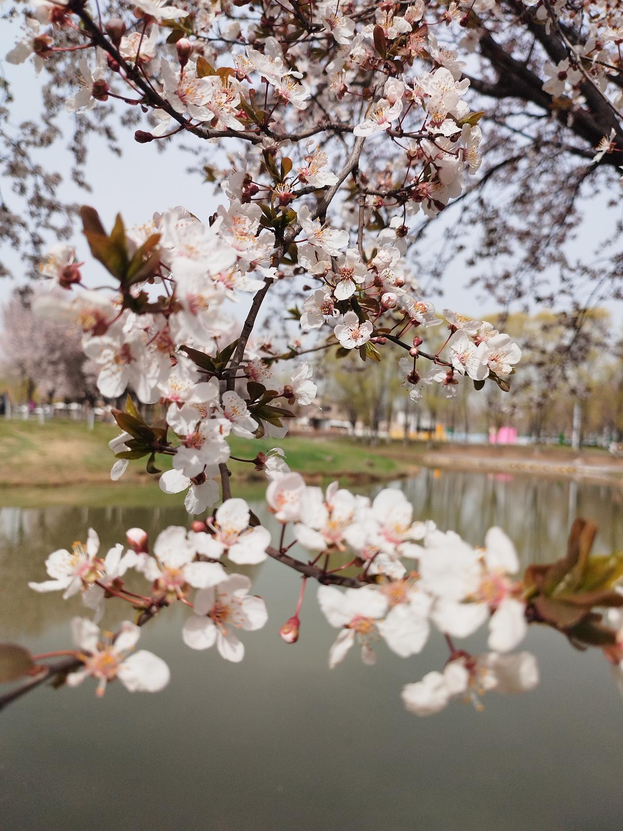 这里有西安最美紫叶李，真的太漂亮了，有谁想要拍美照的，快点去打卡，不然错过就要等