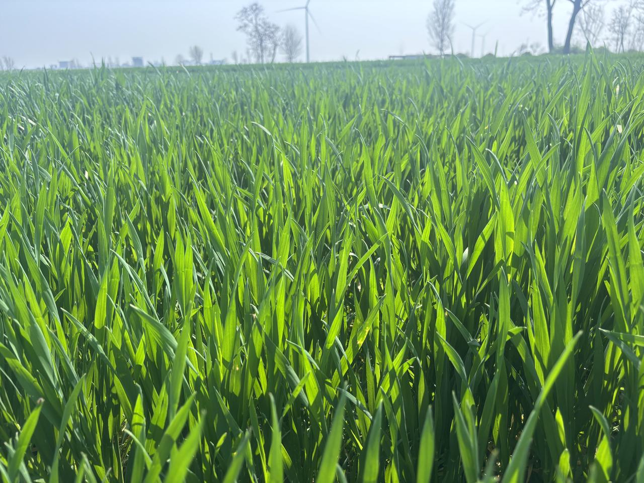 春风——《生活浅吟》之七十七
春风来了，暖暖的，照在身上有说不出的惬意感，索性躺