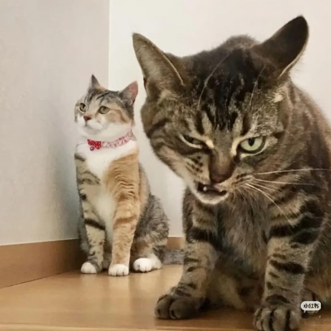 一山不容二骚猫，除非一个骚一个呆。。。老冯，你还是赢了！ 观感如p2 