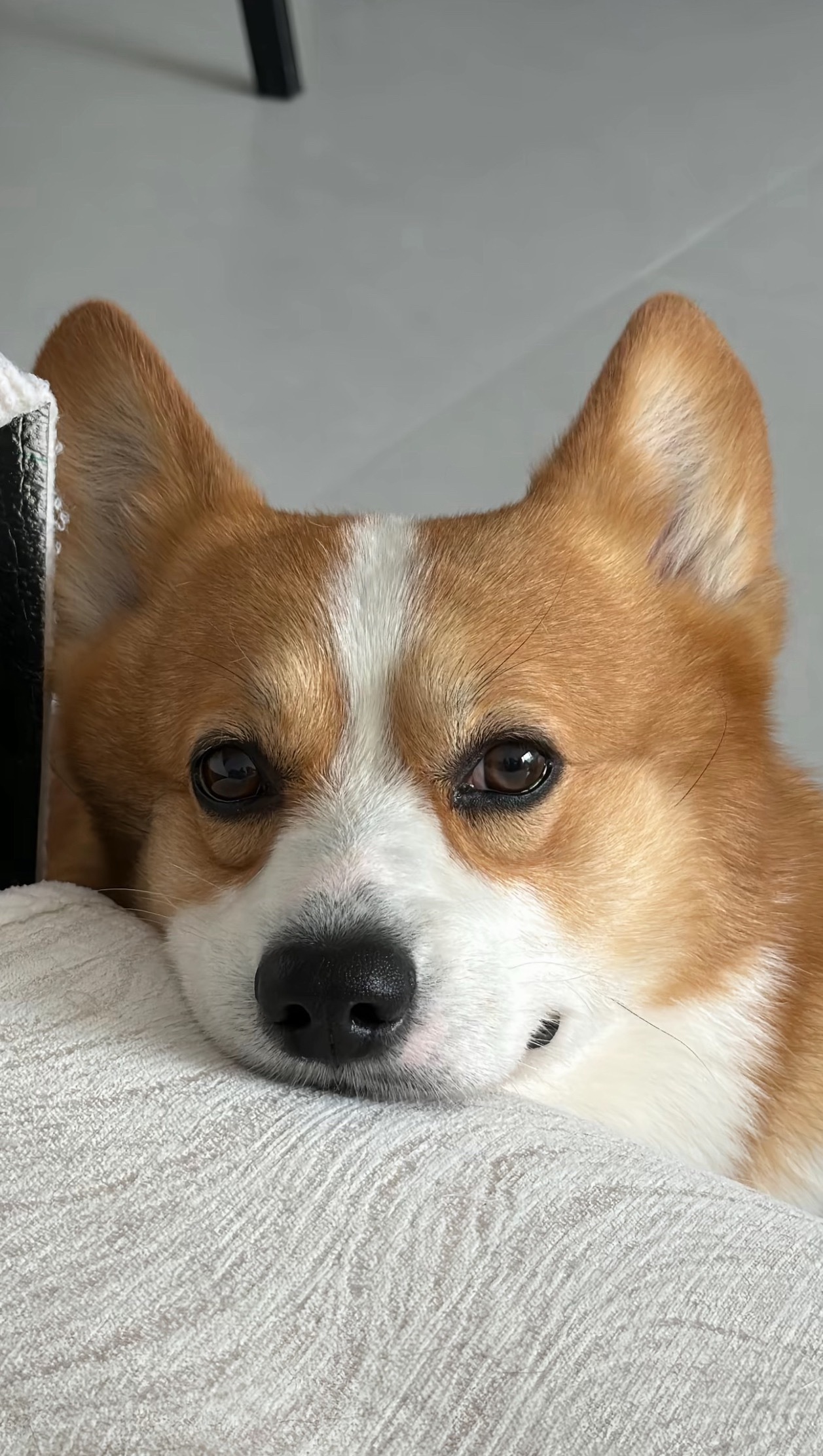 狗子：妈妈，你又要出门打猎了吗🥹 
