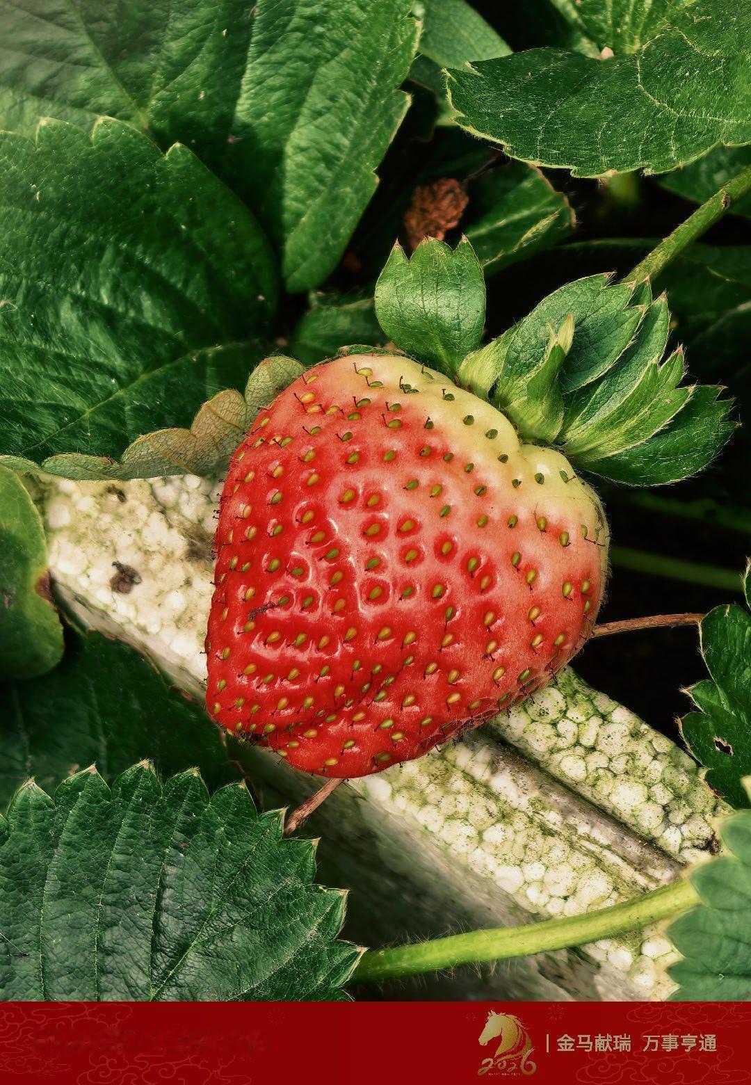 草莓熟了，看起来不错。偷吃一颗不过分吧