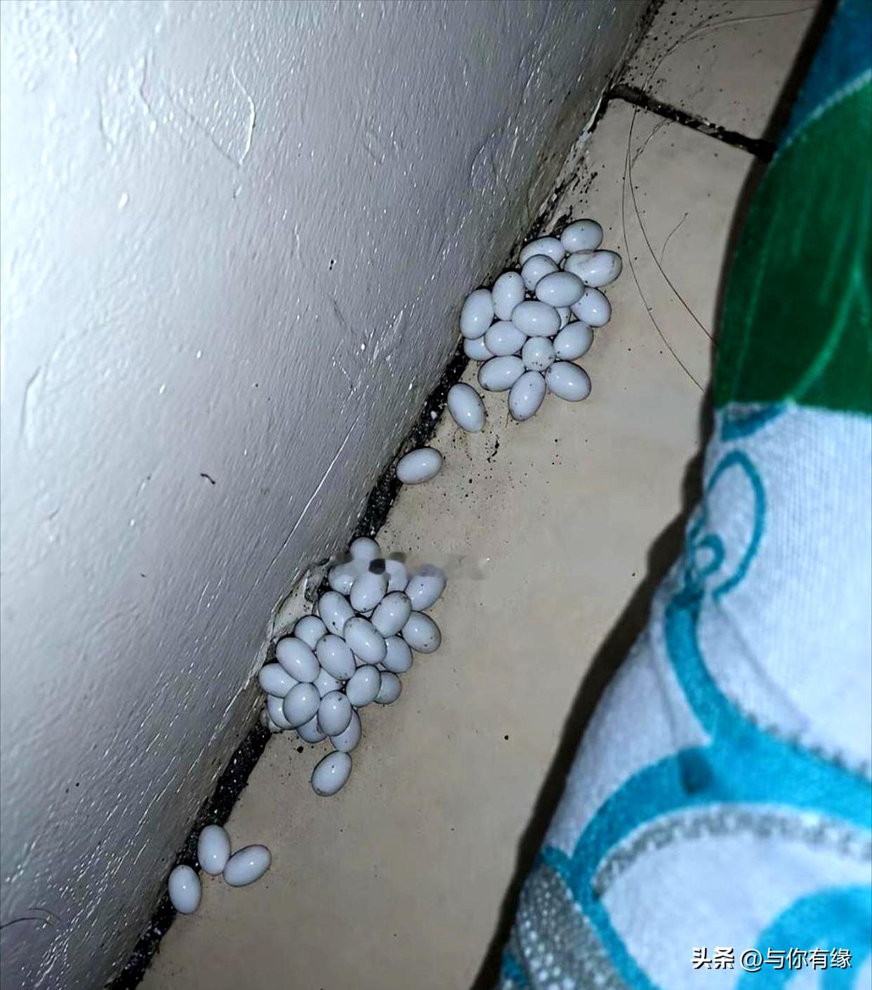 收拾屋子的时候，我在床底下居然翻出一窝鸡蛋，整个人都愣住了。
家里的鸡平时压根不