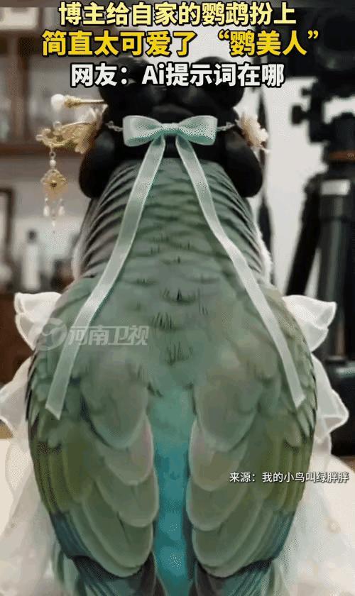 笑翻全网！博主闲来无事脑洞大开，决定给自家鹦鹉尝试全新国风造型。
 
亲手量身缝