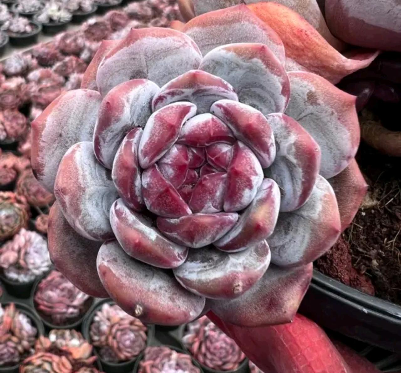 量化对股市的影响是双向的，助涨也助跌，量化系统检测到市场买入信号时，快速买入，助