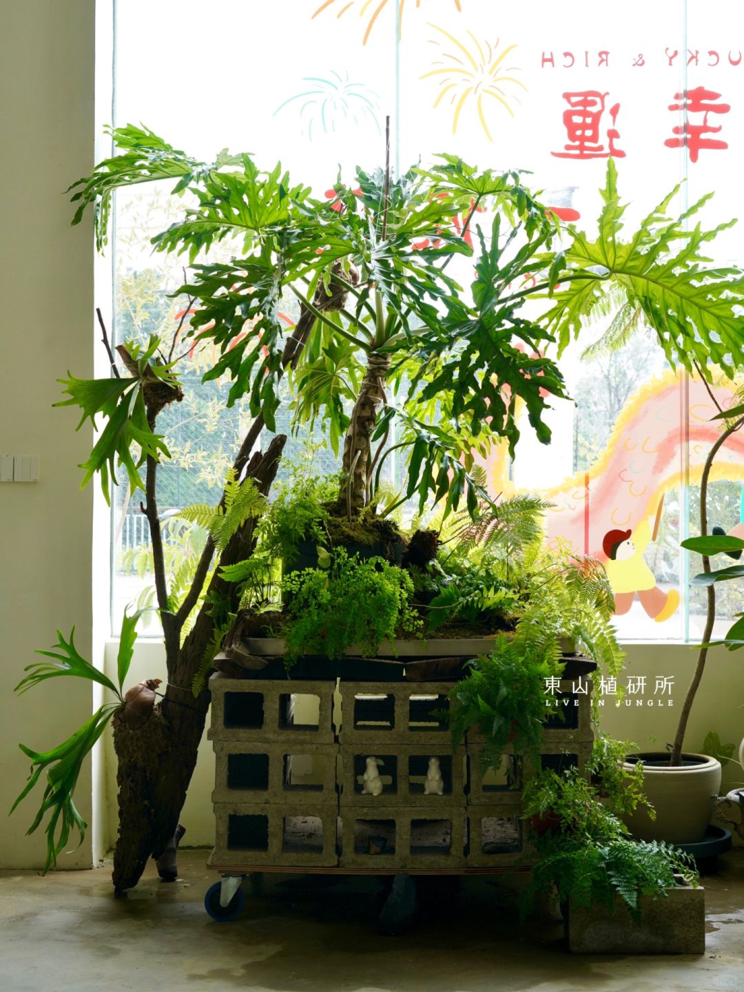 4w+人看过的绿植装置 5个月后状态❓