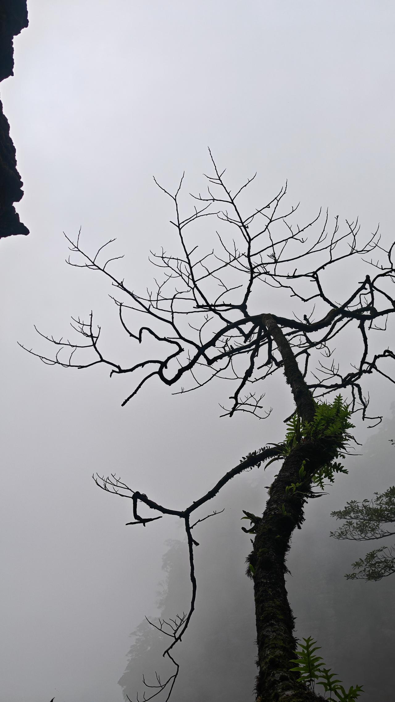 晒图笔记大赛春树靓影