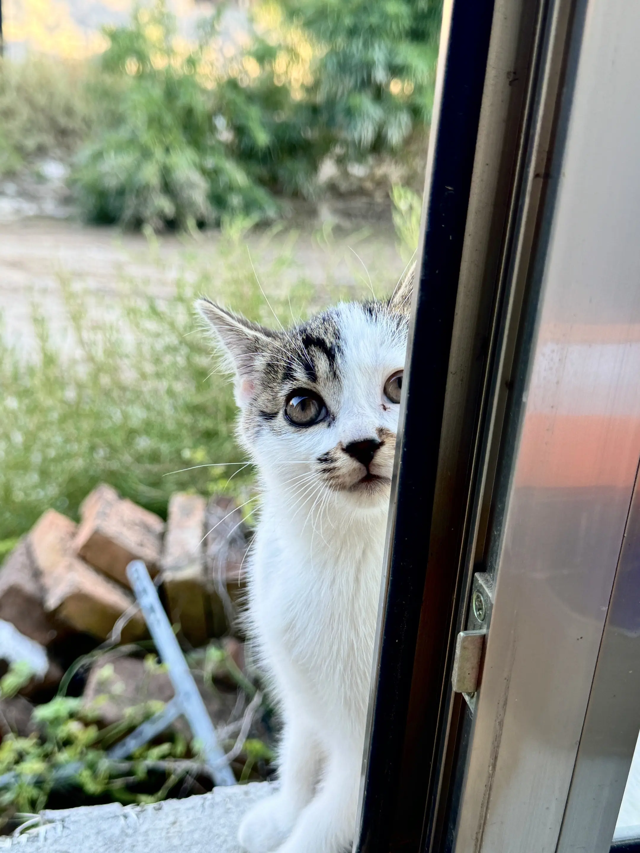 萌