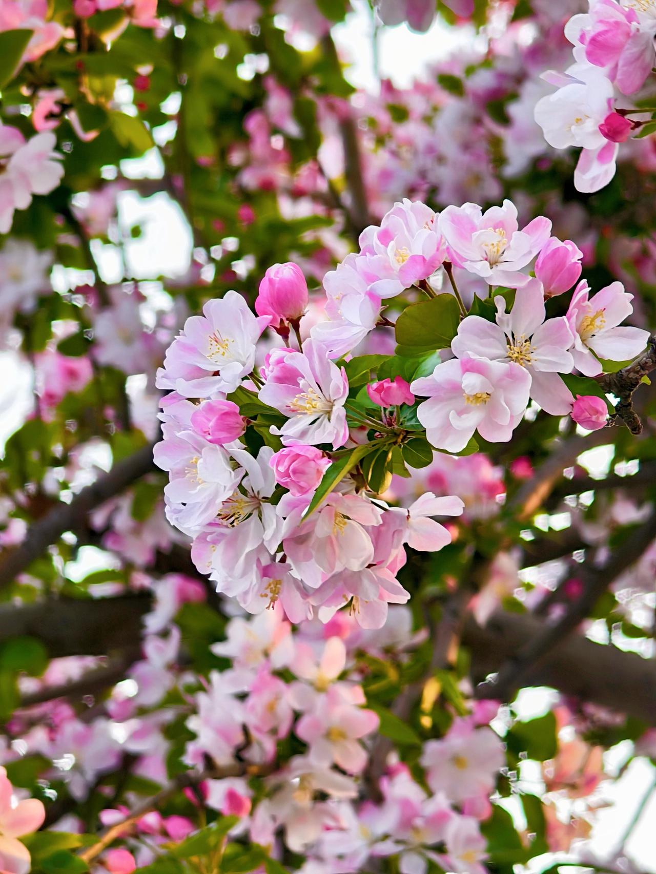 ✨4月2日大理道赏海棠花
💕海棠花，一天一个样，真好看！
点赞天津 天津赏花 