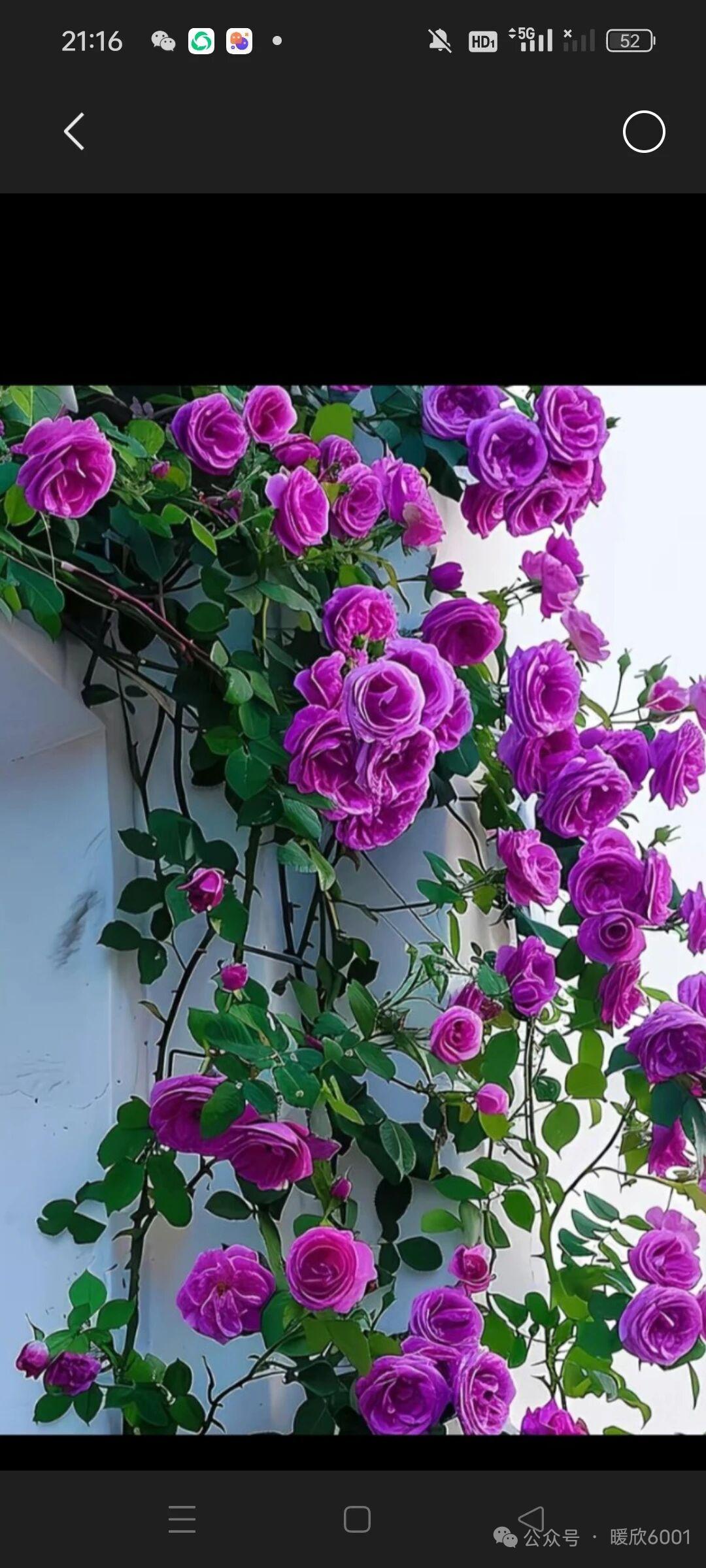 紫罗兰的浪漫，绽放在墙角，静谧而美丽。🌹🌸