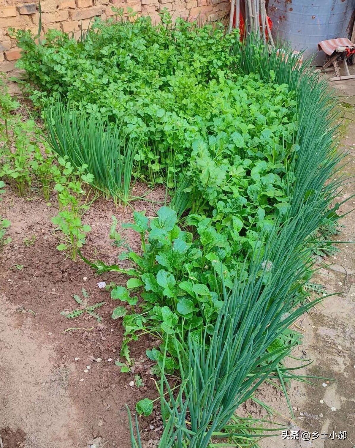 端午过后地别闲着，这6种菜赶紧种上，错过可就亏大了！
 
端午刚过，气温猛地升高