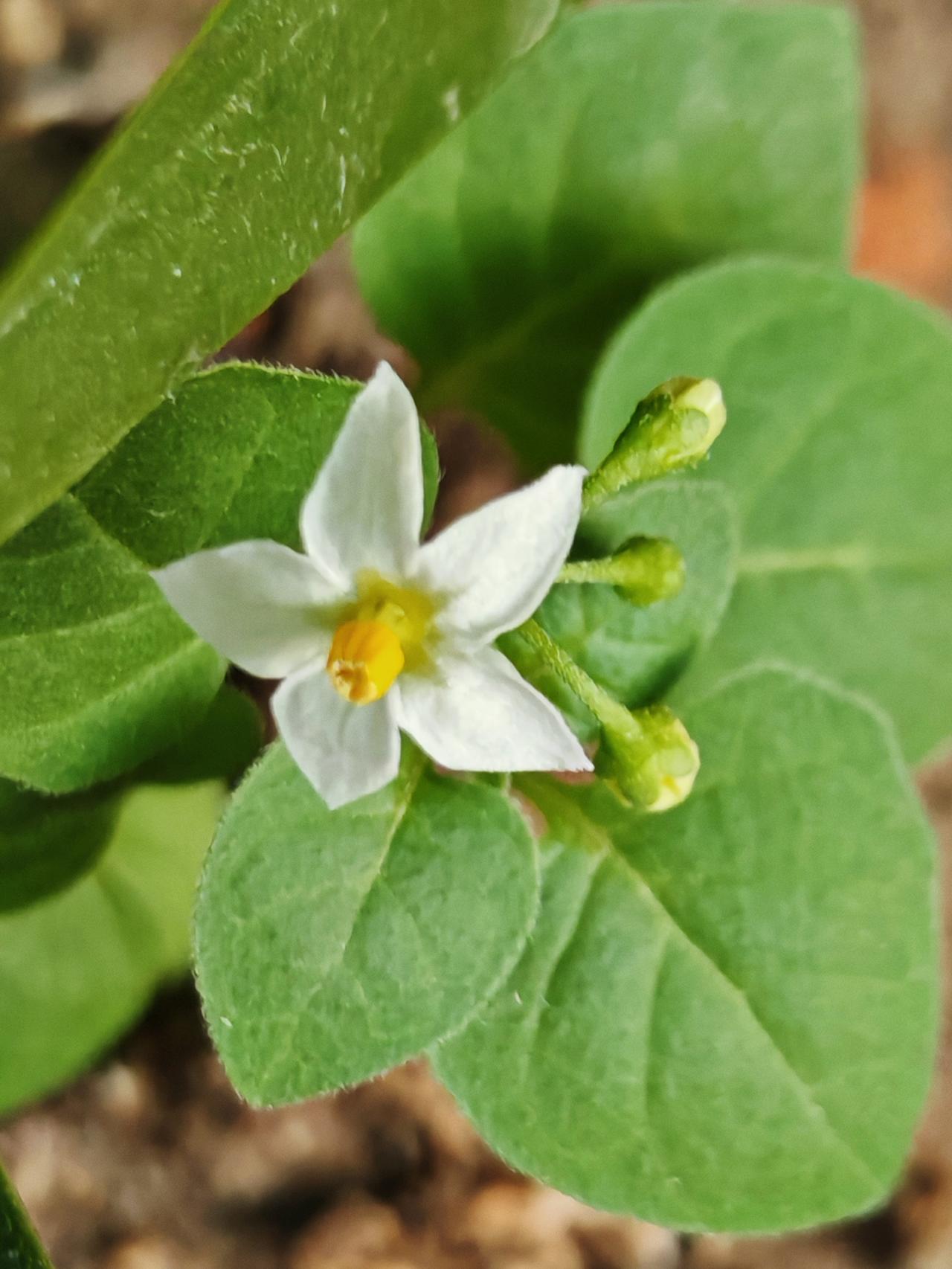 与痛风斗争的历程124
 
   早上起床，浑身各关节比较顺畅，没有疼痛感和不舒