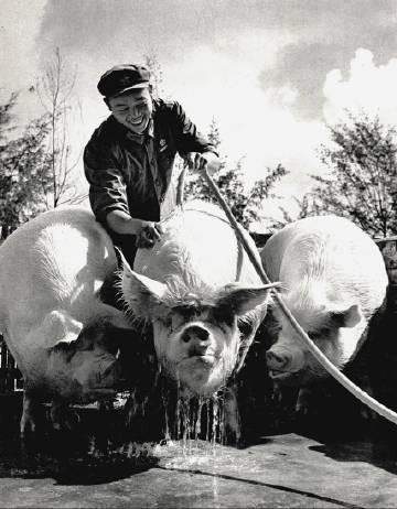 70年我当兵入伍，在连队里表现优异，没想到让我去当养猪，我不想去，指导员呵呵一笑