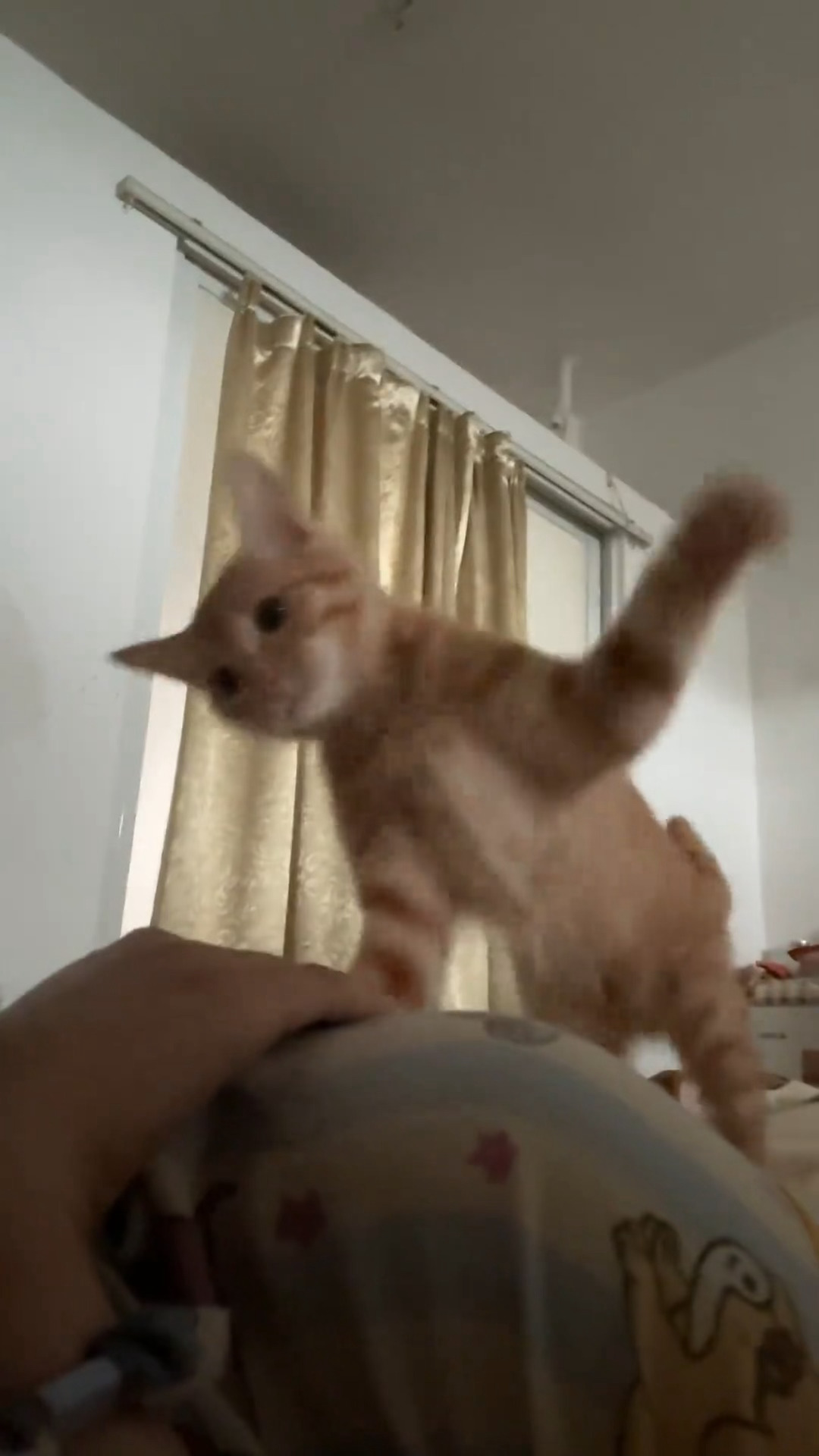 换个角度想想 德拉科猫儿芙手劲这么大 都打不死的 不是巨怪是什么？！ 