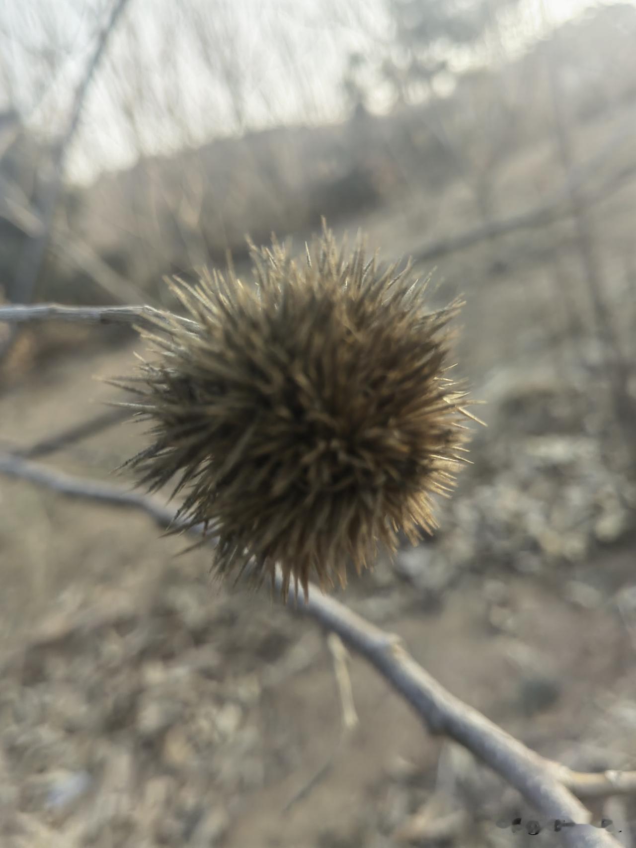 粟球挂枝头，风起舞翩翩，冬日里的独特风景。